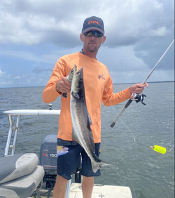 Cobia excitement and fishing joy.